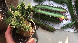 Euphorbia Propagation Projects [upl. by Stanleigh995]