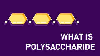 What are polysaccharides [upl. by Ybbed657]