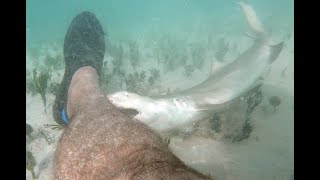 Bitten by a baby Lemon shark [upl. by Olenka]