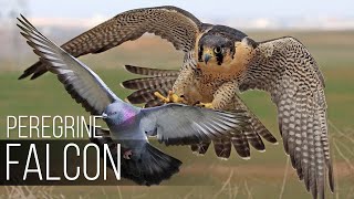 PEREGRINE FALCON  Bird Slayer and Dive master The Fastest Animal on the Planet [upl. by Purington602]