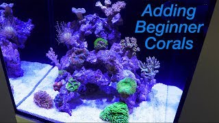 How to Setup a Reef Tank  Part 4 Hardy Beginner Corals and where to Place Them [upl. by Nagap]