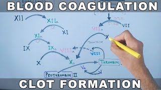 Coagulation Cascade  Intrinsic and Extrinsic Pathway [upl. by Anik]