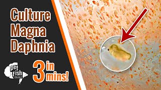 How to culture DAPHNIA MAGNA  The easy way [upl. by Llehcor]