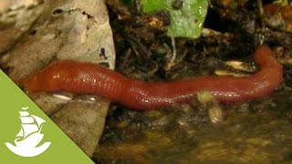 The giant red leech [upl. by Bullard]