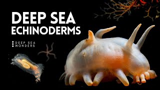 The Wonder of Deep Sea Echinoderms [upl. by Libnah]