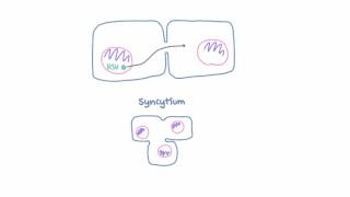 Respiratory Syncytial Virus RSV  Pathophysiology [upl. by Ahtenak521]