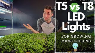 BEST CHEAP LED Lights for Growing Microgreens Barrina T5s vs T8s [upl. by Aspasia]