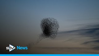 Murmuration of 30000 starlings swirl across sunset [upl. by Alyal]