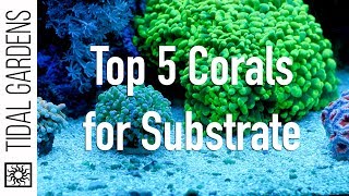 Top 5 Corals for the Substrate [upl. by Ahsiekahs]