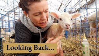 What I Wish I Knew Before Starting a Sheep Farm Vlog 126 [upl. by Mossberg743]