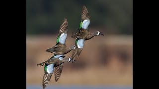 Wood duck and teal identification [upl. by Orthman]