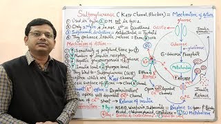 Diabetes Mellitus Part10 Mechanism of Action of Sulfonylurease  Antidiabetic Drugs  Diabetes [upl. by Mure]