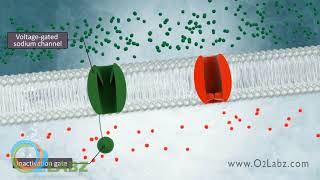 The Excitable Cell And Resting Membrane Animation [upl. by Larochelle]