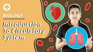 Introduction to Circulatory System  Biology [upl. by Atiekram]