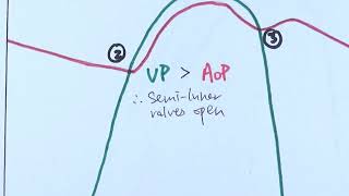 AS Biology  Cardiac cycle OCR A Chapter 85 [upl. by Githens]