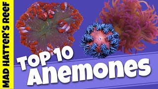 Top 10 Sea Anemones [upl. by Leffen]