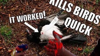 THE BEST WAY TO KILL MAGPIES Permanent magpie eradication [upl. by Hairakcaz]