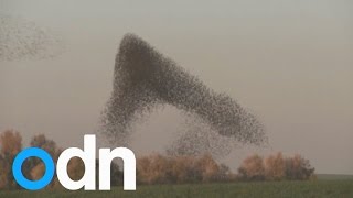 Massive murmuration of starlings in Israels skies [upl. by Egoreg98]