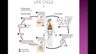 Filariasis [upl. by Reggy]