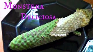 Monstera Deliciosa Review  Weird Fruit Explorer  Ep 108 [upl. by Aran]