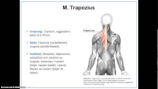 Kroppens skelettmuskler [upl. by Beaston476]