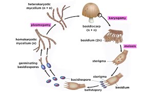 Basidiomycota Part 2 The Mushroom Life Cycle [upl. by Fitzpatrick464]