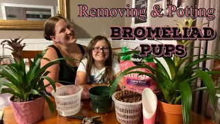 BROMELIAD PUPS Remove amp Pot Propagating Bromeliads [upl. by Sirromed]