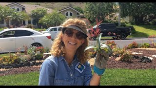 Propagating pups from Agave mediopicta Alba [upl. by Zora811]