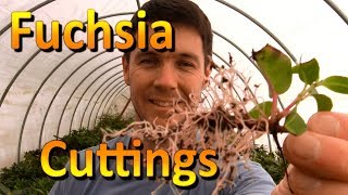 How to Propagate Cuttings of Fuchsia  Rooting Cuttings of Plants [upl. by Ygiaf]