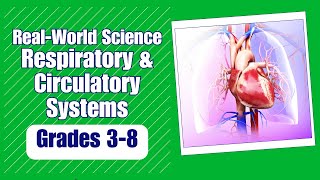 All About the Respiratory amp Circulatory System [upl. by Niatsirhc453]