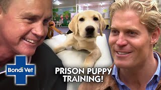 Prisoners Training Assistance Dogs Warms Our Heart 💙  Bondi Vet [upl. by Ettennig]