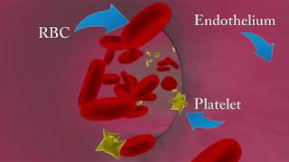 Mechanism of Blood Coagulation  Blood Coagulation Cascade [upl. by Ichabod]