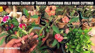 Grow Crown of ThornsEuphorbia Milii From Cuttings Fast N Easy [upl. by Bren599]