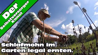 Schlafmohn im Garten legal anbauen Die Ernte [upl. by Frans]