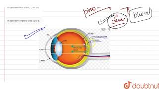 Tapetum lucidum occurs [upl. by Hanford]