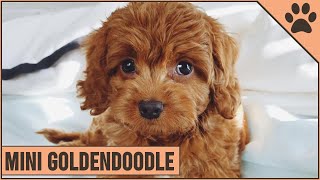 Mini Goldendoodle  The Miniature Size Goldendoodle [upl. by Ellynad902]