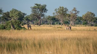 Botswana Safari  Kwando Splash Camp  Okavango Delta  Improved Edition 2021 [upl. by Artap]