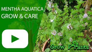 Mentha aquatica  grow amp care Water Mint [upl. by Rai]