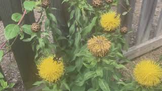 Centaurea macrocephala [upl. by Dory]