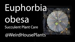 Euphorbia obesa Care [upl. by Cohe]