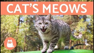 Cats Meows and What They Mean [upl. by Waylin183]