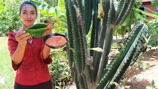 Yummy Pedro cactus in my homeland  Healthy food [upl. by Sarajane]