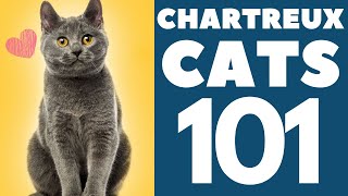 The Chartreux Cat 101  Breed amp Personality [upl. by Hutton]