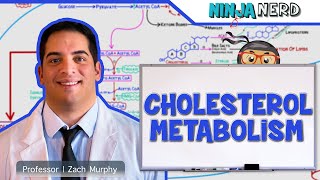 Metabolism  Cholesterol Metabolism [upl. by Clough]