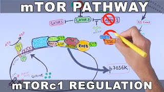 mTOR Pathway and its Regulation [upl. by Filbert]