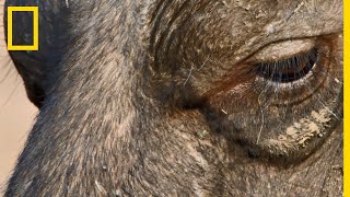 Lembuscade dune lionne sur un buffle [upl. by Abramson]