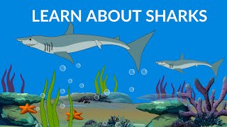 Learn about Sharks  Types and Habitat  Sharks video [upl. by Yentruocal]