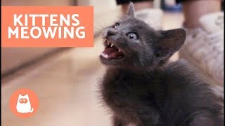 Why Do Kittens Meow a Lot HELPFUL TIPS [upl. by Isaiah877]