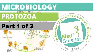 Protozoa  Microbiology  USMLE STEP 1  Part 1 of 3 [upl. by Clarisse]