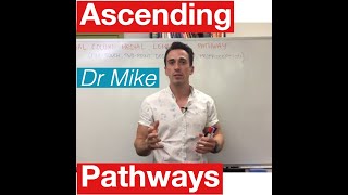 Sensory Pathways MADE EASY [upl. by Aciruam]